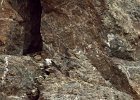 Zwarte roodstaart (black redstart) (Phoenicurus ochruros) - kloof bij Yolin Am 21-08-2016 (2)